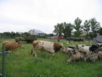 Выравнивание газона по-армейски