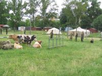 Выравнивание газона по-армейски