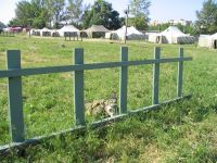 Слоники притаились